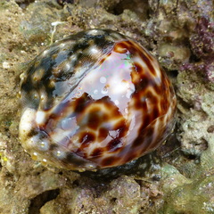 Cypraea tigris