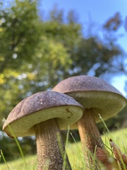 Leccinum scabrum melaneum