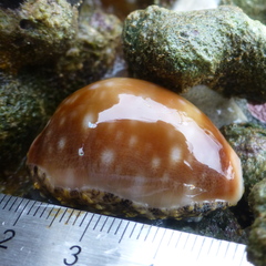 Lyncina vitellus