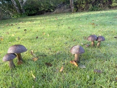 Leccinum scabrum melaneum