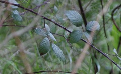 Rubus