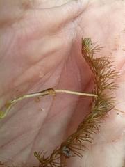 Utricularia intermedia