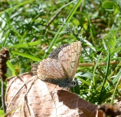 Polyommatus coridon