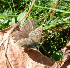Polyommatus coridon