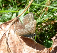 Polyommatus coridon