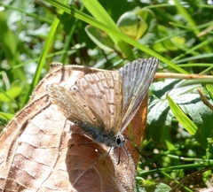 Polyommatus coridon