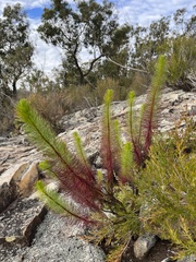 Stylidium laricifolium