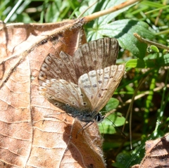 Polyommatus coridon