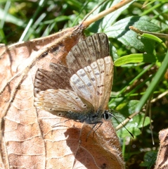 Polyommatus coridon