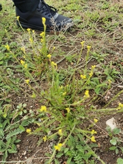 Sisymbrium officinale
