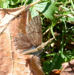 Polyommatus coridon