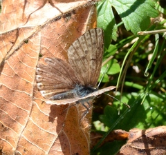 Polyommatus coridon