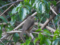 Colluricincla rufogaster