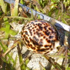 Cypraea tigris
