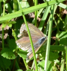 Polyommatus coridon