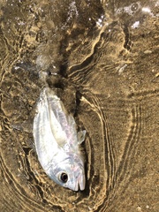 Caranx ignobilis