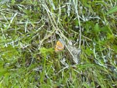 Lycaena helle