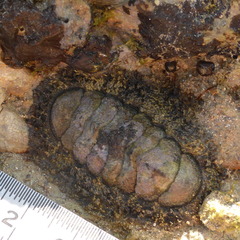 Acanthopleura gemmata