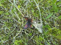 Lycaena helle