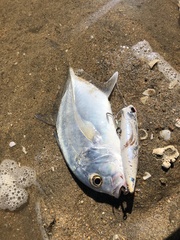 Caranx ignobilis