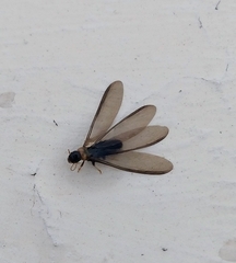 Kalotermes flavicollis