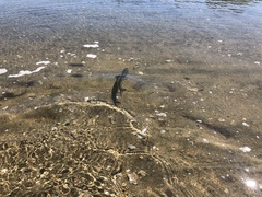 Caranx ignobilis