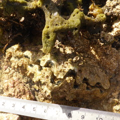 Hippopus hippopus
