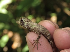 Anolis capito