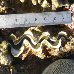 Tridacna maxima