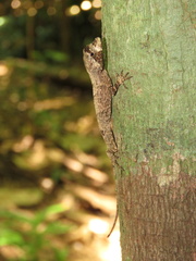 Anolis capito