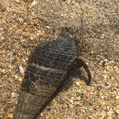 Clibanarius taeniatus