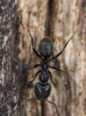 Anonychomyrma