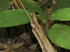 Anolis capito