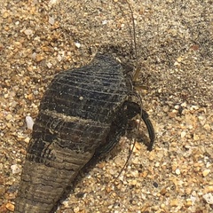 Clibanarius taeniatus