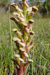 Disa cernua
