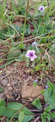 Erodium botrys