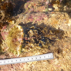 Dolabella auricularia