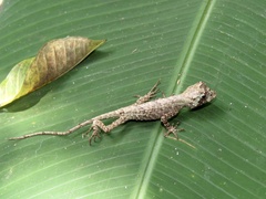 Anolis capito