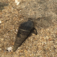 Clibanarius taeniatus