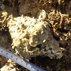 Hippopus hippopus