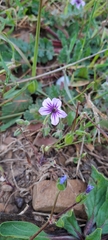 Erodium botrys