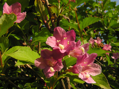 Weigela florida