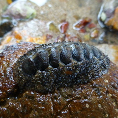 Acanthopleura gemmata