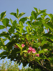 Weigela florida