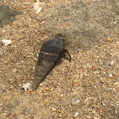 Clibanarius taeniatus