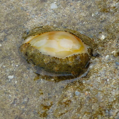Monetaria annulus