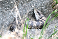 Tiliqua scincoides