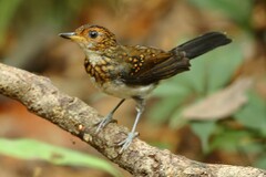 Alethe diademata