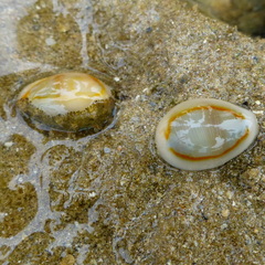 Monetaria annulus