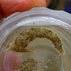 Plakobranchus ocellatus